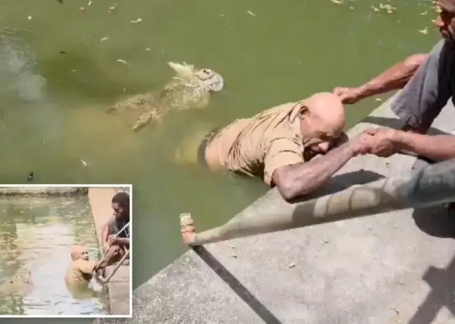 Chilling video shows crocodile chomp handler’s legs as he desperately fights for life: ‘He couldn’t scream’