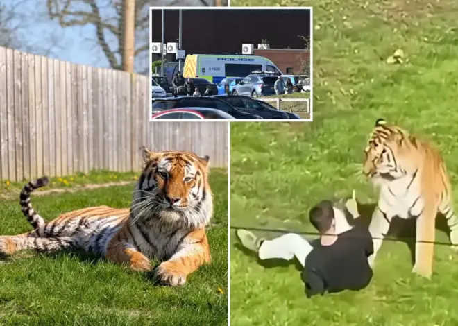 Fate of tiger that fatally mauled visitor at UK wildlife park revealed