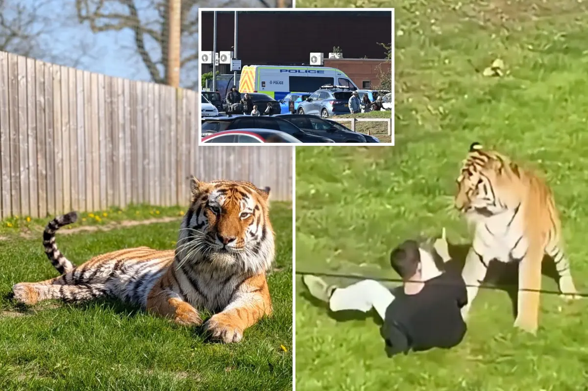 Fate of tiger that fatally mauled visitor at UK wildlife park revealed