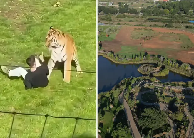 Man fatally mauled by tiger prayed, bowed down to big cat inside UK wildlife enclosure after stranger tried to pull him back