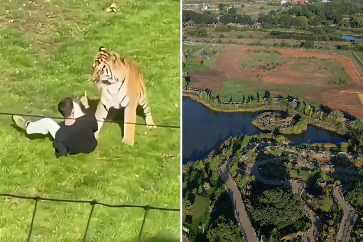 Man fatally mauled by tiger prayed, bowed down to big cat inside UK wildlife enclosure after stranger tried to pull him back